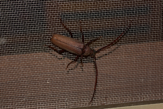 Cerambycidae: Aegosoma scabricorne, maschio ? S !